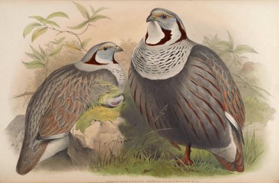 Tetraogallus himalayensis door John Gould